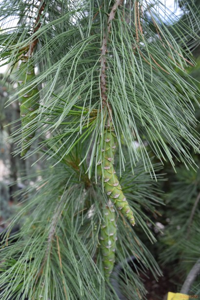 Pinus `Pendula` хвоя